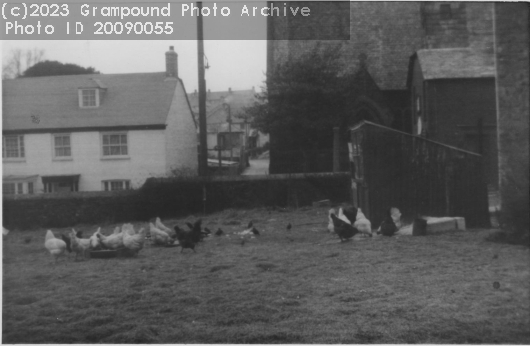 Picture of Miss Mannell's chickens 1966