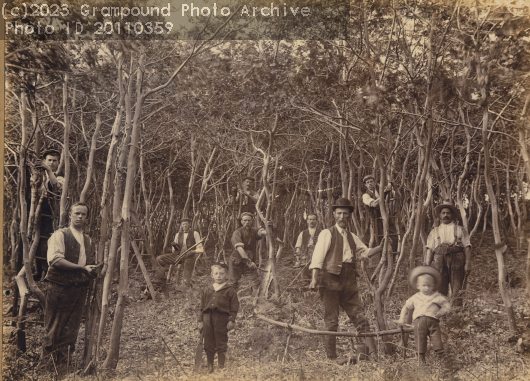 Picture of Oak harvesting